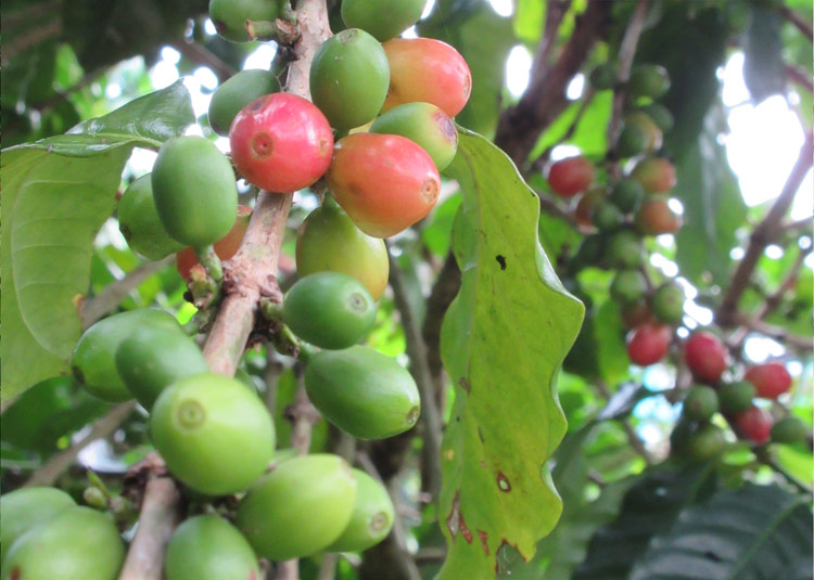 宮里農園コーヒー豆
