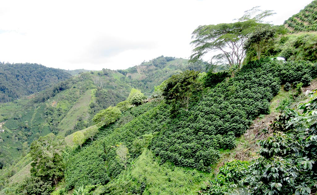 キャピタルコーヒーが世界初販売したエメラルドマウンテンの農園風景