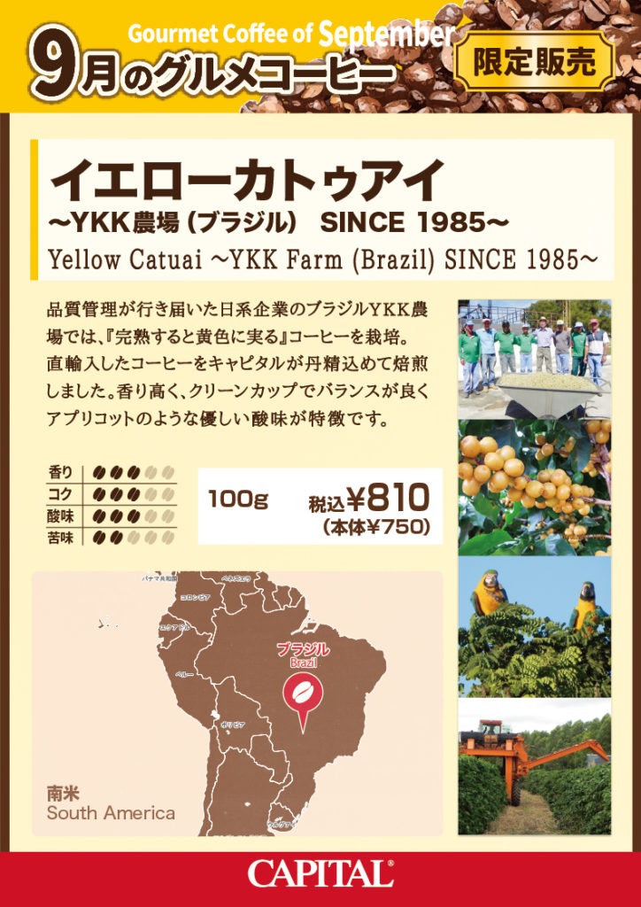 Yellow catuai ~YKK Farm since1985~